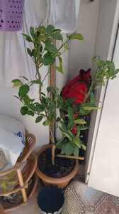 Müşteri yorumu görseli