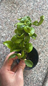 Müşteri yorumu görseli