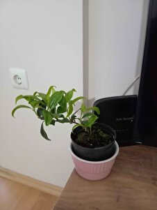 Müşteri yorumu görseli