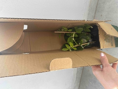 Müşteri yorumu görseli