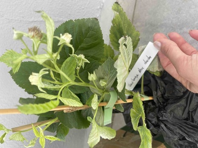 Müşteri yorumu görseli