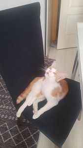 Müşteri yorumu görseli