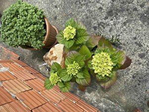 Müşteri yorumu görseli