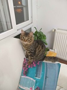 Değerlendirme fotoğrafı