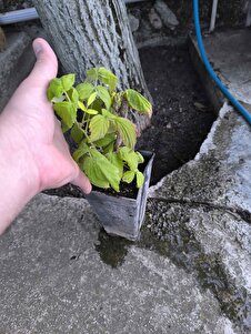 Müşteri yorumu görseli