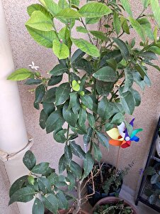 Müşteri yorumu görseli