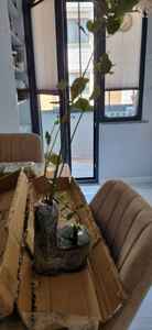 Müşteri yorumu görseli