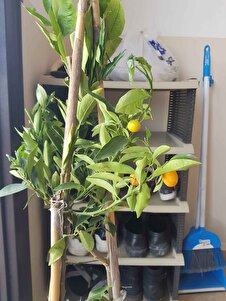 Müşteri yorumu görseli