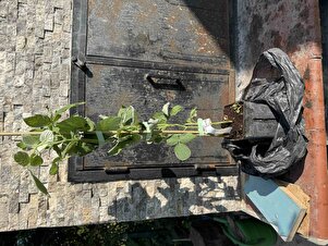 Müşteri yorumu görseli