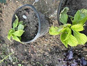 Müşteri yorumu görseli