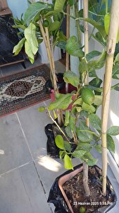 Müşteri yorumu görseli