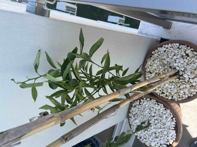 Müşteri yorumu görseli