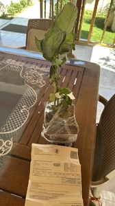 Müşteri yorumu görseli