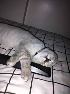 Değerlendirme fotoğrafı