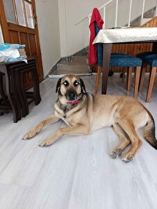 Müşteri yorumu görseli