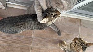 Müşteri yorumu görseli