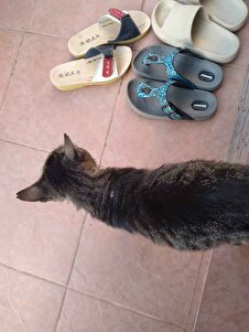 Değerlendirme fotoğrafı