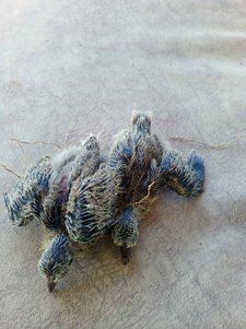 yorum görseli