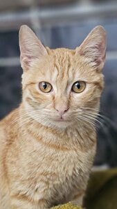 Değerlendirme fotoğrafı