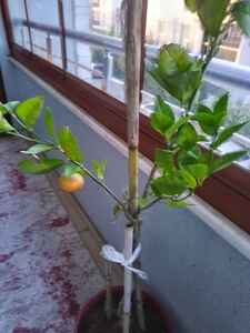 Müşteri yorumu görseli