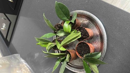 Müşteri yorumu görseli