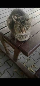 yorum görseli