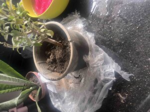 Müşteri yorumu görseli