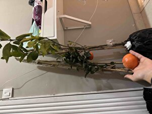 Müşteri yorumu görseli