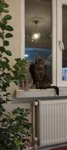 Müşteri yorumu görseli