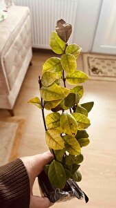 Müşteri yorumu görseli