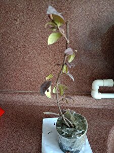 Müşteri yorumu görseli