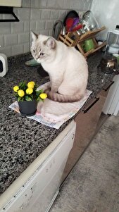 Değerlendirme fotoğrafı