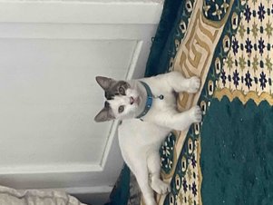 yorum görseli