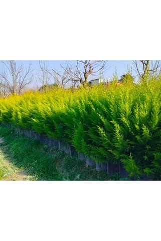 Doğan Fidancılık Tüplü Limoni Servi Fidanı (boy 20-50 Cm)