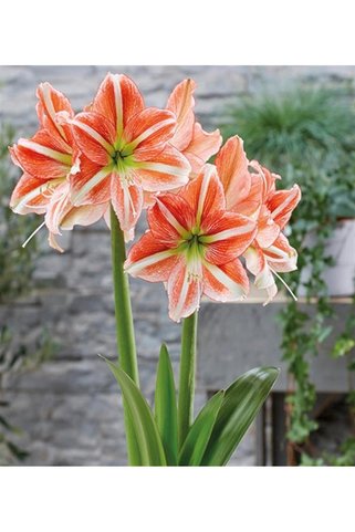 1001fidan Hippeastrum Amaryllis Soğanı (GÜZEL HATUN ÇİÇEĞİ SOĞANI) Vondel Park