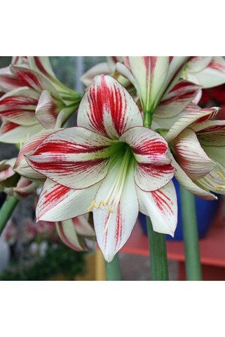 1001fidan Hippeastrum Amaryllis Soğanı (GÜZEL HATUN ÇİÇEĞİ SOĞANI) Ambiance