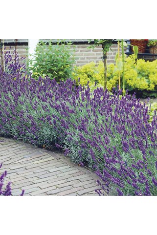 tnc garden groups Lavanta – Lavandula Angustifolia 30 Adet