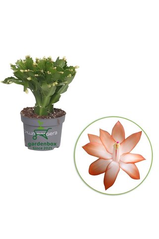 Gardenbox Turuncu Renk Yılbaşı Çiçeği 1 Adet 10-20CM Saksılı Schlumbergera