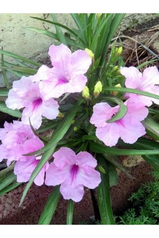 fidanistanbul Pembe Meksika Petunyası Ruellia brittoniana Katie İthal Saksıda