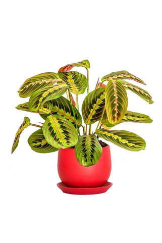 Fidanburada Maranta Fascinator Curvy Kırmızı Saksılı Dua Çiçeği