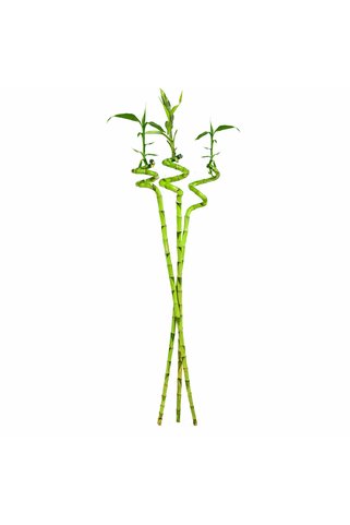Fidanburada Şans Bambusu (DRACAENA LUCKY BAMBOO) 3'lü 80 Cm