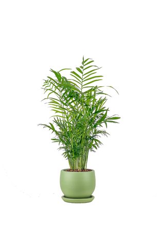 Fidanburada Dağ Palmiyesi - Curvy Yeşil Saksılı Chamaedorea Elegans Ithal-30-40 Cm