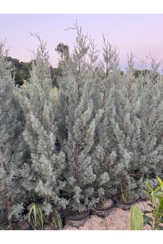 ASES FİDAN 15 lt saksıda Aşılı Arizona, Mavi Servi ( Cupressus Arizonica ) boy 180-200 cm