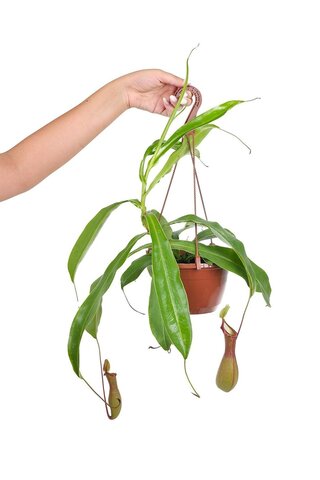 gardenkoala Etobur Bitki (Sinek Kapan Sarmaşığı) – Nepenthes alata – Askılı 15 cm Saksı