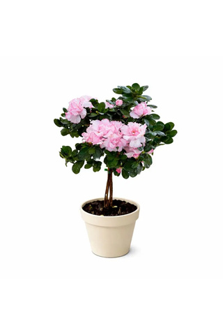 ERNAZ Baston Açelya - Açelya Tijli | Açık Pembe | 40-50 cm boy|Çiçekli Dekoratif Ev & Balkon Bitkisi