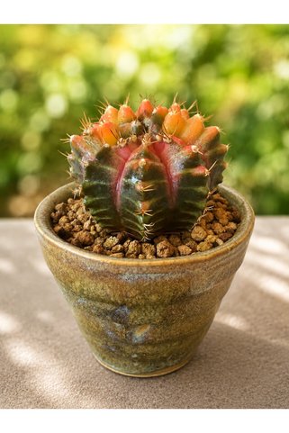 ATLANTE CACTUS Gymnocalycium M. Variegata “Neon” - Strange Face, tohumdan