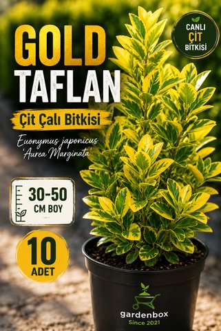 Gardenbox GOLD TAFLAN 10 ADET - BÜYÜK BOY 40 - 50 cm