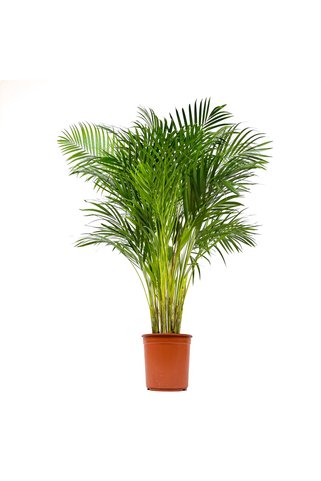 Fidanburada Areka Palmiyesi Large -Areca Dypsis Lutescens