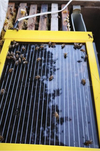 Macbeez Arı Zehri Üretim Cihazı 3'lü Set- 3'lü panel, Güç kablosu, Cam, Zehir toplama Bıçağı, Zehir saklama Tüpü