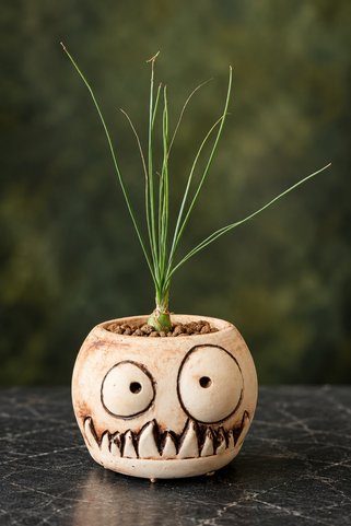 ATLANTE CACTUS Albuca humilis - Güney Afrika’dan özel soğanlı tür